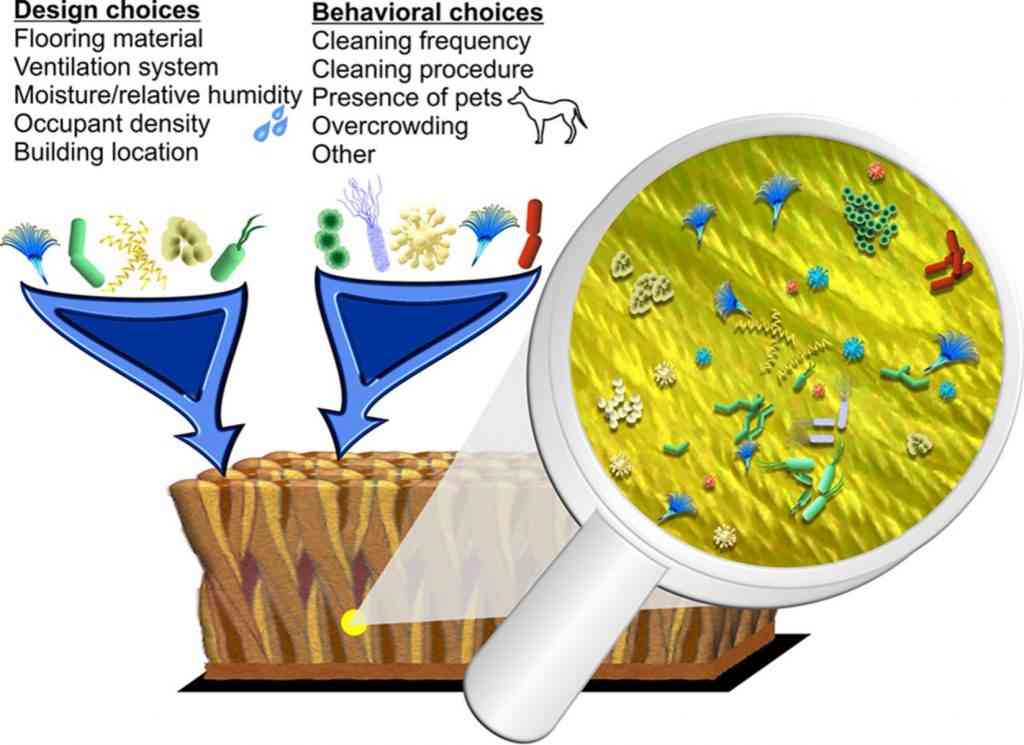 Figure Type of Microbiome Depending on the Design and Behavioral Choices