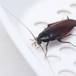 Top 5 Common Pest Problems in Dubai Homes and How to Deal with Them