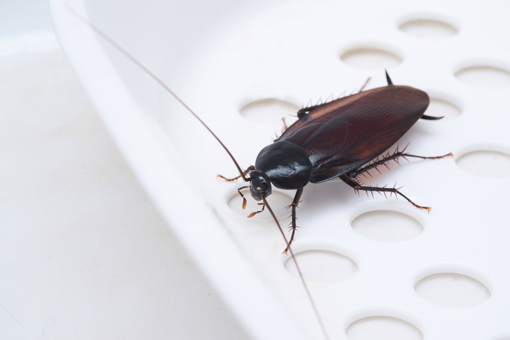 Top 5 Common Pest Problems in Dubai Homes and How to Deal with Them