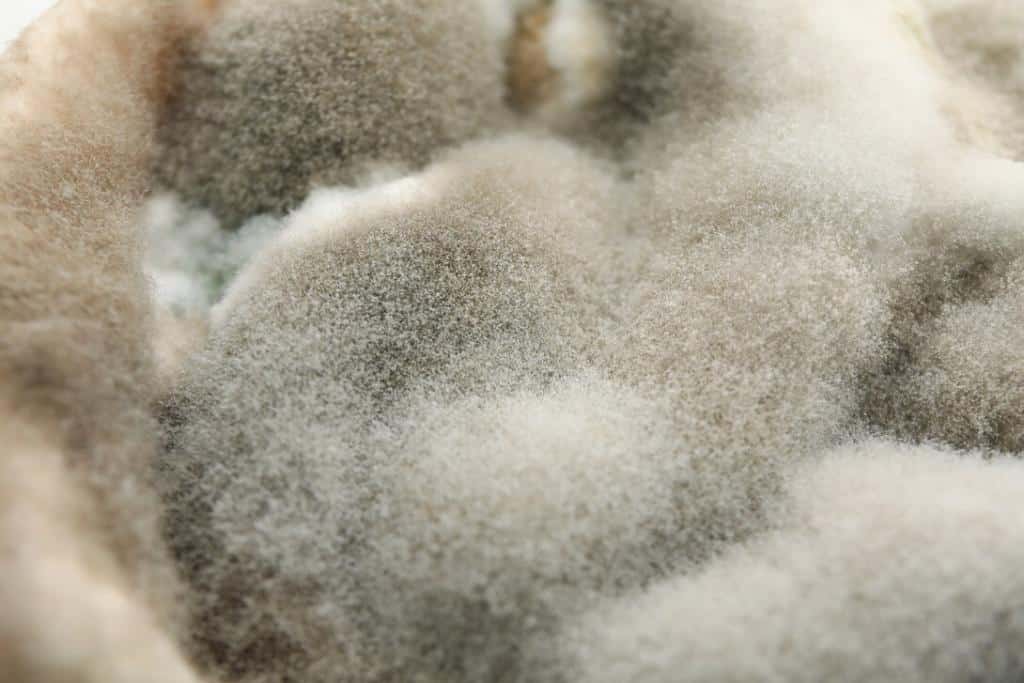 Understanding Mold Growth in AC Systems and the Importance of Annual Cleaning