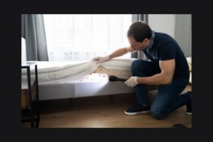 Top 6 Tips to Prevent or Control Bed Bugs in Your Home