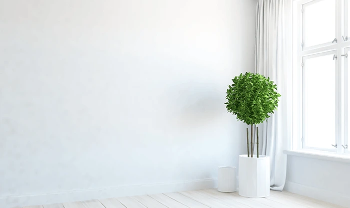 White space with a green plant